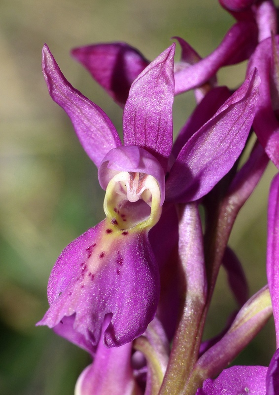 Marsica 2022, Monte Girifalco e Monte Arunzo  Le orchidee e la storia.